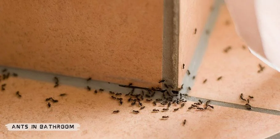 Ants in bathroom